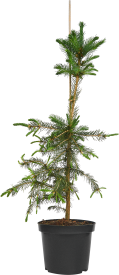 Ель сербская h30 - 50 см