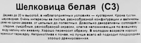 Шелковица в сортах (V2-3л)