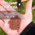 Сидерат семена редьки масличной Зеленый Уголок 5 кг
