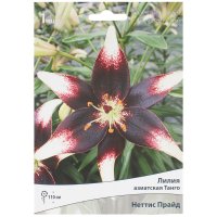 Лилия азиатская Танго «Неттис Прайд»