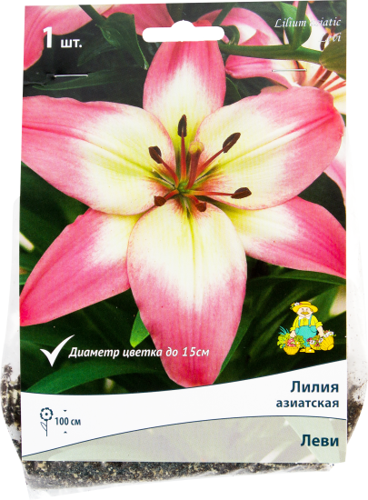 Лилия азиатская Леви размер 14/16, 1 шт