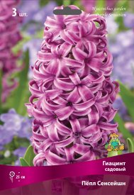 Гиацинт садовый «Пёпл Сенсейшн» размер луковицы 15/16, 3 шт.