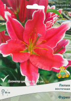 Лилия восточная Фурио