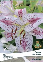Лилия восточная Солюшн