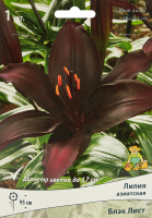 Лилия азиатская Блэк Лист
