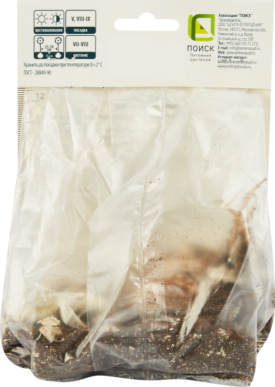 Лилия азиатская Блэк Лист