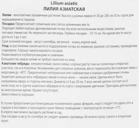 Лилия азиатская Блэк Лист