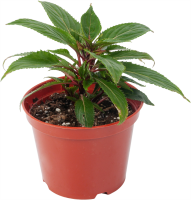 Бальзамин Новогвинейский микс 12x15 см