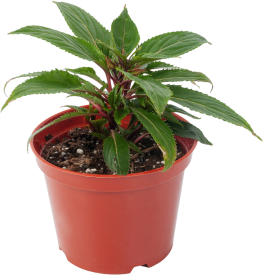 Бальзамин Новогвинейский микс 12x15 см