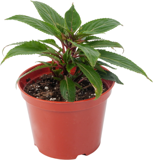 Бальзамин Новогвинейский микс 12x15 см