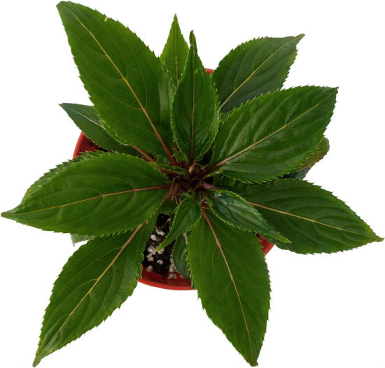 Бальзамин Новогвинейский микс 12x15 см