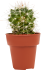Кактус ø3.5 h5 см
