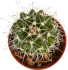 Кактус ø3.5 h5 см