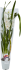 Цимбидиум микс 1T5 ø12 h50 см