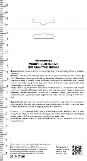 Пион молочноцветковый травянистый «Ширли Темпл» разбор 1-2