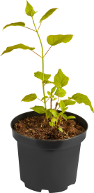 Гортензия древовидная Анабель С1.5