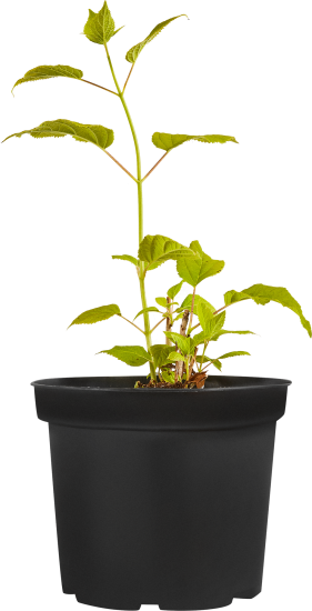 Гортензия древовидная Анабель С1.5