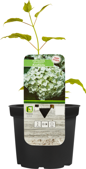 Гортензия древовидная Анабель С1.5