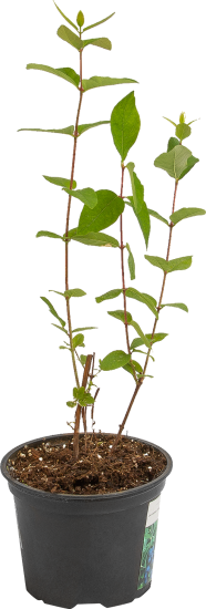 Жимолость съедобная в сортах