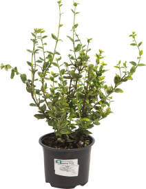 Бересклет Форчуна «Эмералд Голд» 15x20 см