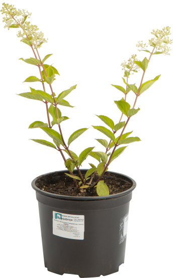 Гортензия метельчатая «Грандифлора» 17x30 см