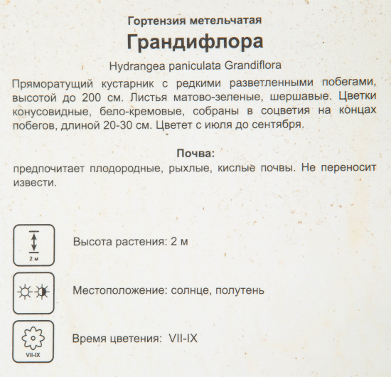 Гортензия метельчатая «Грандифлора» 17x30 см