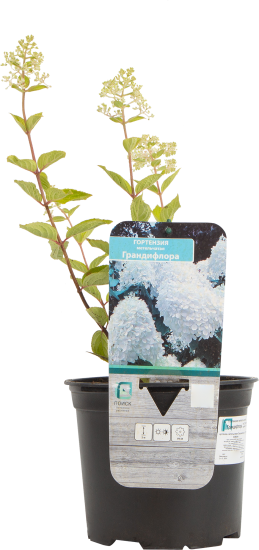 Гортензия метельчатая «Грандифлора» 17x30 см