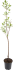 Вишня «Харитоновская» 25x130 см