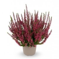 Вереск обыкновенный Зорина темно-красный ø9 h10 см