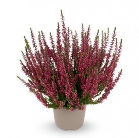 Вереск обыкновенный Зорина темно-красный ø9 h10 см