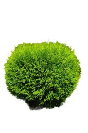 Туя западная Вудварди ø60 - 80 h80 см