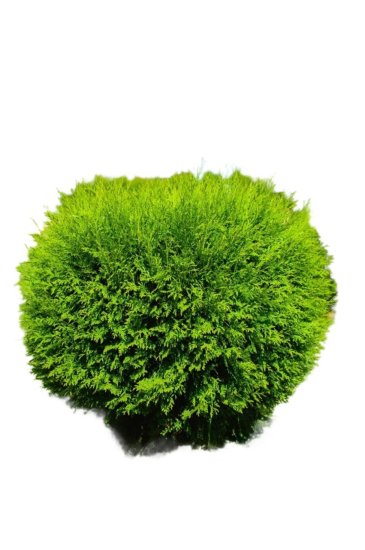 Туя западная Вудварди ø60 - 80 h80 см