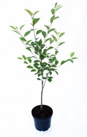 Саженец Вишня микс h150 см Поиск инвест