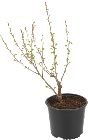 Крыжовник Владил ø17 h30 см