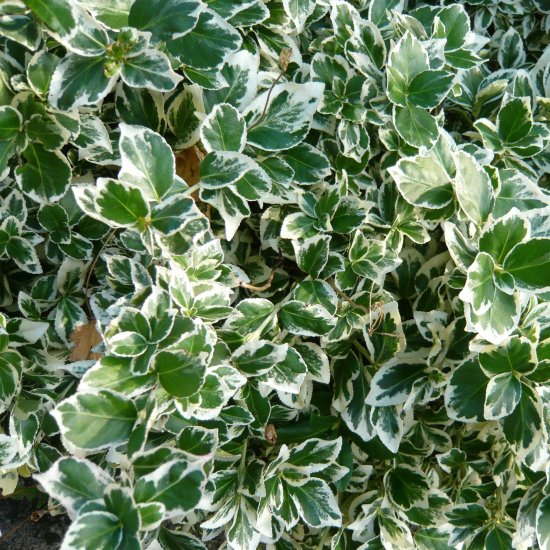 Бересклет Форчуна Эмералд Гаити ø17 h30 см