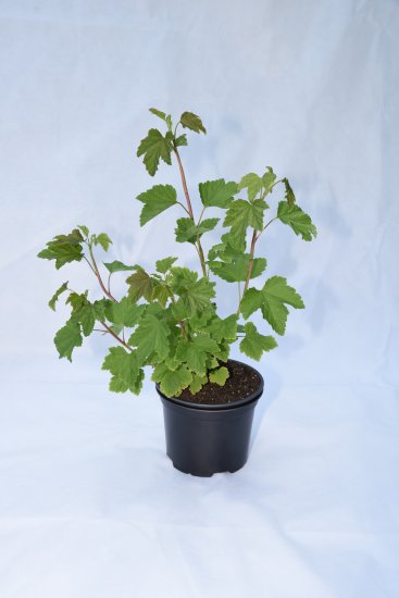 Смородина белая микс ø21.5 h50 см