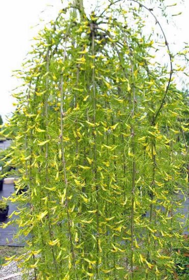 Акация желтая Валкер ø35 h120 см