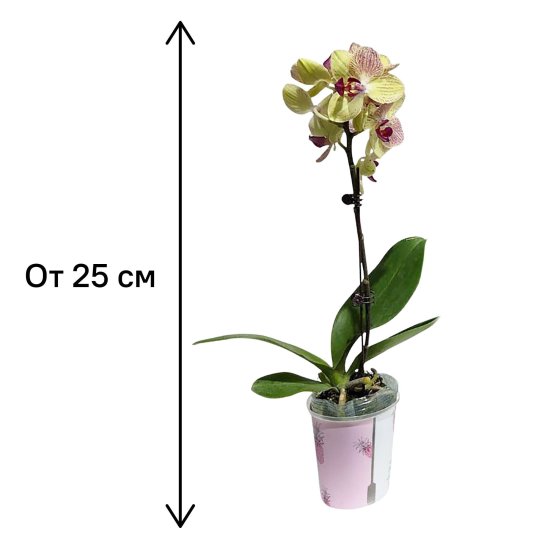 Фаленопсис микс 1 ствол ø9 h25 см