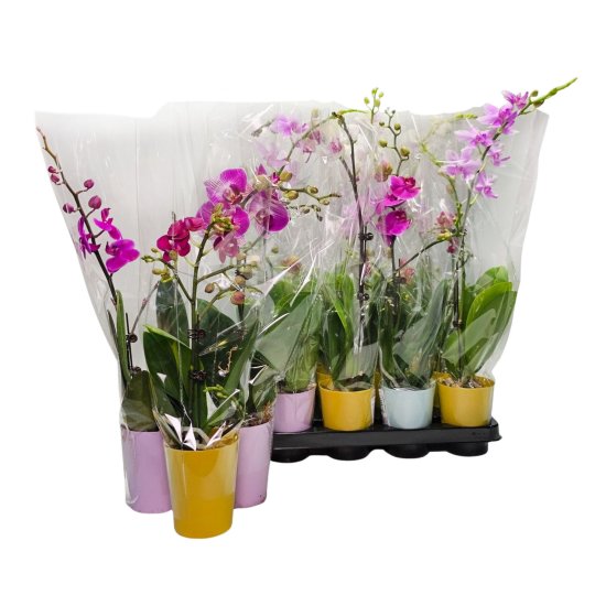 Фаленопсис микс 1 ствол ø9 h25 см