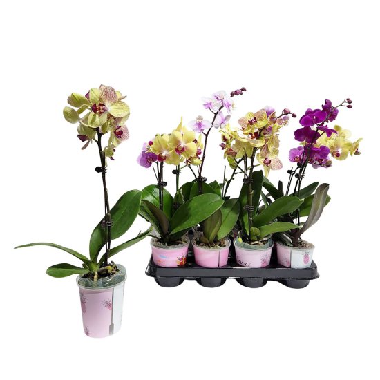 Фаленопсис микс 1 ствол ø9 h25 см