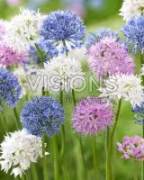 Аллиум микс луковицы 4/5 10 шт
