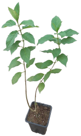 Гортензия метельчатая ø9 см h25 см