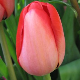 Тюльпан дарвинов гибрид Ред Импрешн, 3 шт.