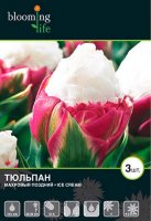 Тюльпан махровый Айс Крим луковицы 12 5 шт