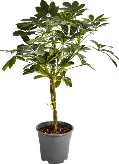 Полисциас Шеффлера Бранч микс ø17 h60 см