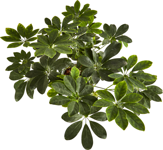 Полисциас Шеффлера Бранч микс ø17 h60 см