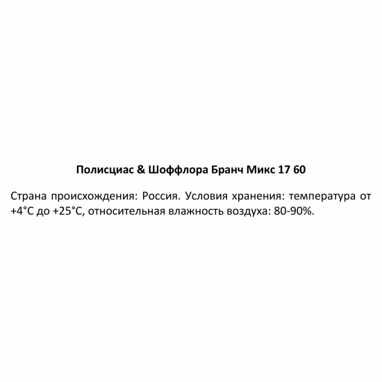 Полисциас Шеффлера Бранч микс ø17 h60 см