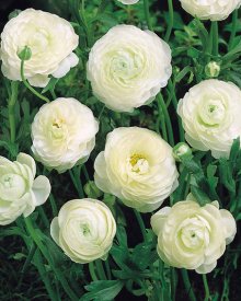 Лютик азиатский Вайт 7/8, 10 шт.