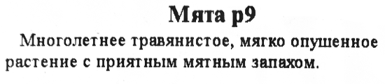 Мята ø9 h15 см