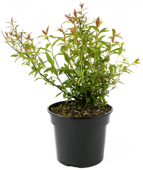 Спирея японская Darts Red 35-55 см